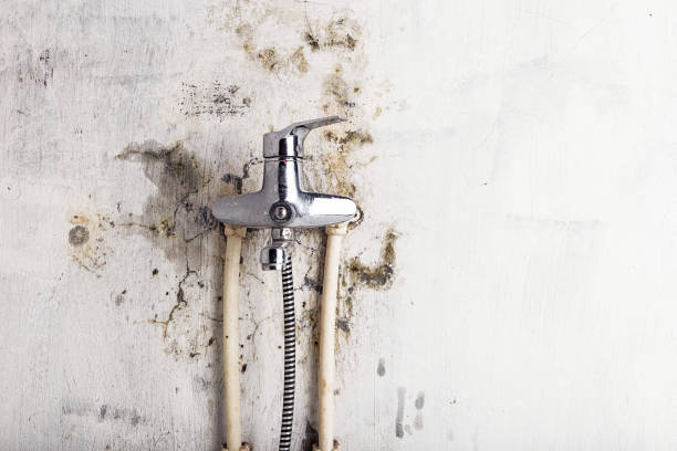 Best Mold Testing  in Maplewood, WA
