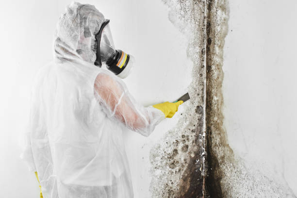 Best Attic Mold Removal  in Maplewood, WA