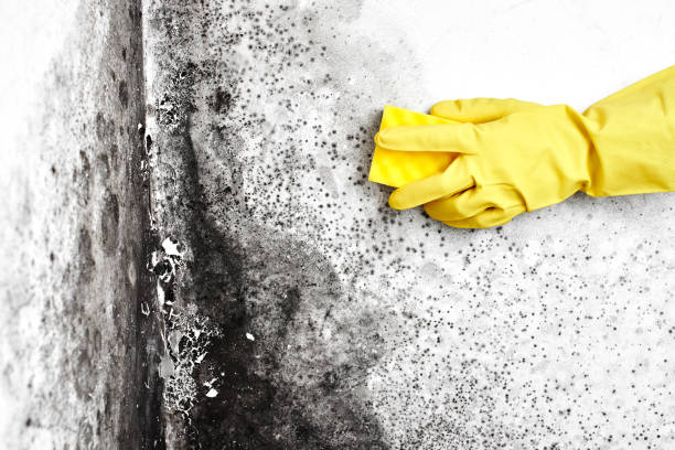 Best Mold Removal and Inspection  in Maplewood, WA
