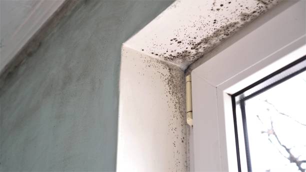 Reliable Maplewood, WA Mold Removal Solutions