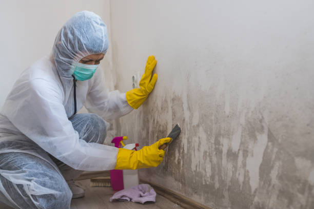 Mold Removal and Inspection in Maplewood, WA