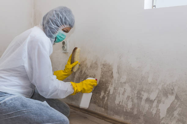 Best Commercial Mold Removal  in Maplewood, WA