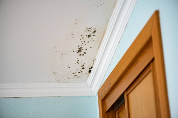 Best Mold Damage Repair  in Maplewood, WA