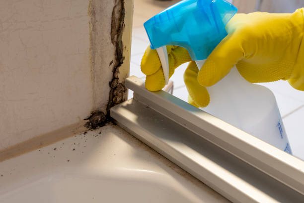 Best Certified Mold Removal  in Maplewood, WA