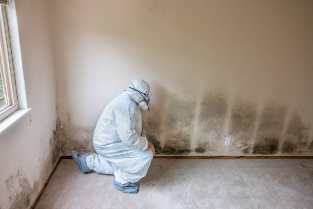 Best Same-Day Mold Removal  in Maplewood, WA