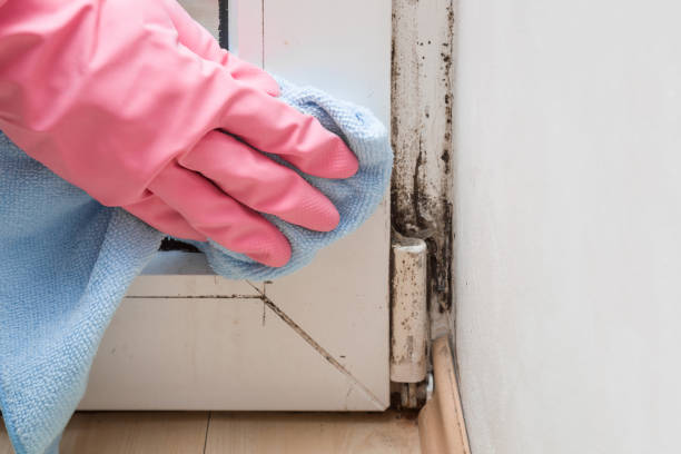 Best Black Mold Removal  in Maplewood, WA