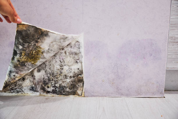 Best Residential Mold Removal  in Maplewood, WA